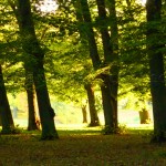 Drottningholm hundpark Drottningholm hundpark