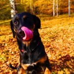 Drottningholm hundpark Drottningholm hundpark