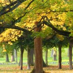 Drottningholm hundpark Drottningholm hundpark